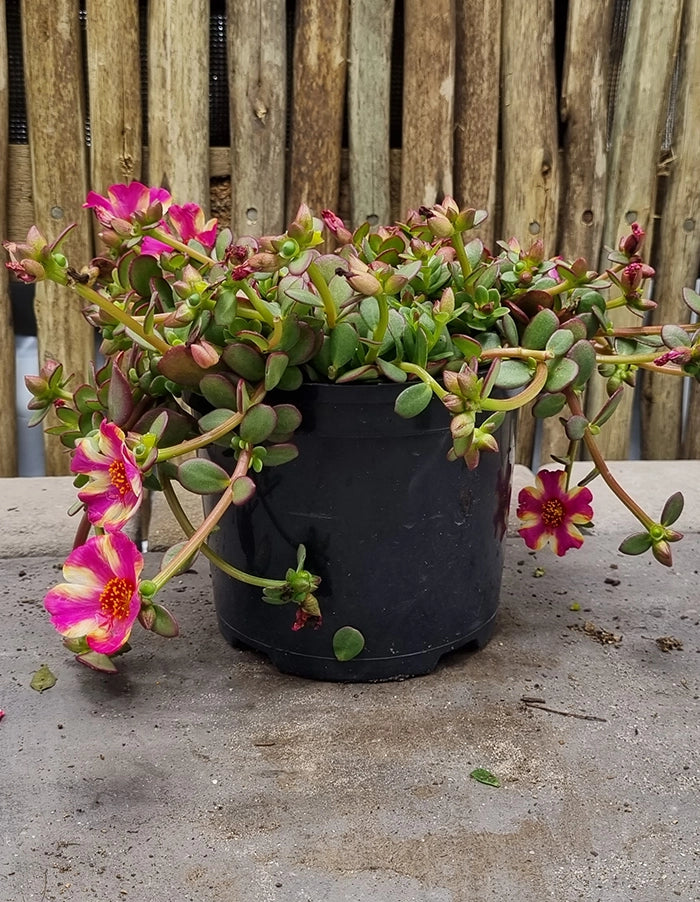 Portulaca Campino Twister Pink