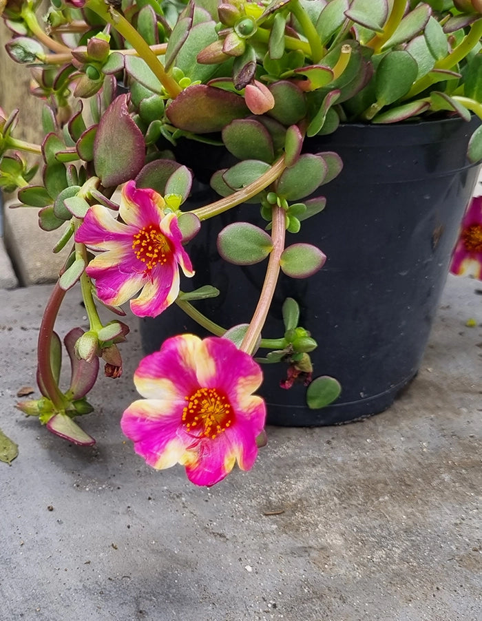 Portulaca Campino Twister Pink