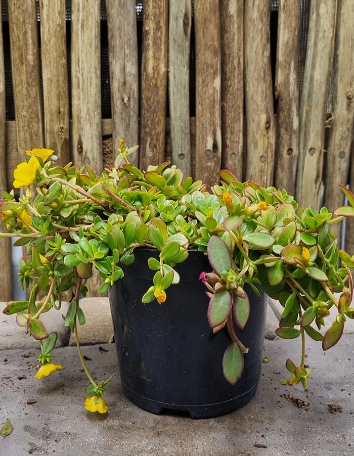 Portulaca Pazazz Mega Gold