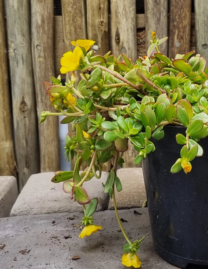 Portulaca Pazazz Mega Gold