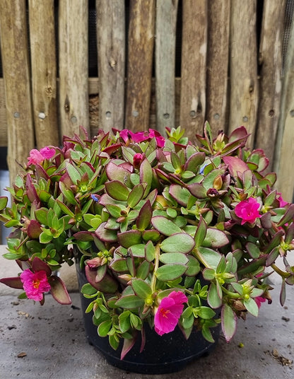 Portulaca Pazazz Nano Hot Pink