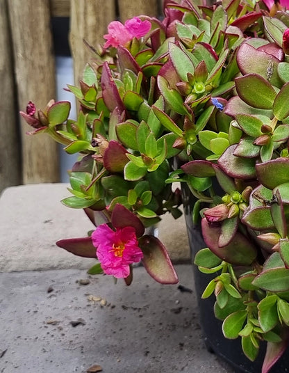 Portulaca Pazazz Nano Hot Pink