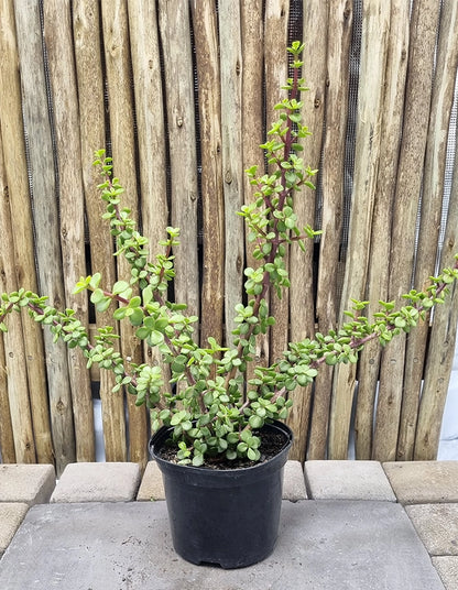 Portulacaria afra