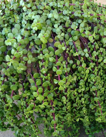 Portulacaria afra 'Prostrata'