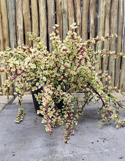 Portulacaria afra 'Prostrata Variegata'