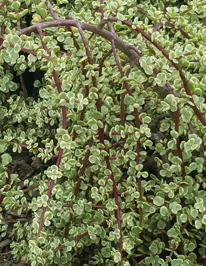 Portulacaria afra 'Prostrata Variegata'