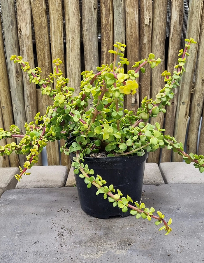 Portulacaria afra ' Prostrata aurea'