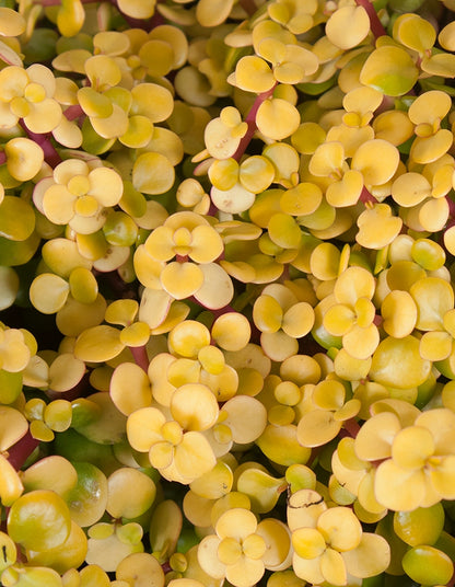 Portulacaria afra ' Prostrata aurea'