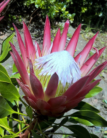 Protea Madiba