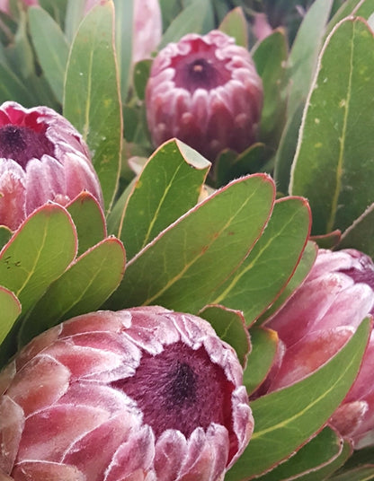 Protea Pink Ice