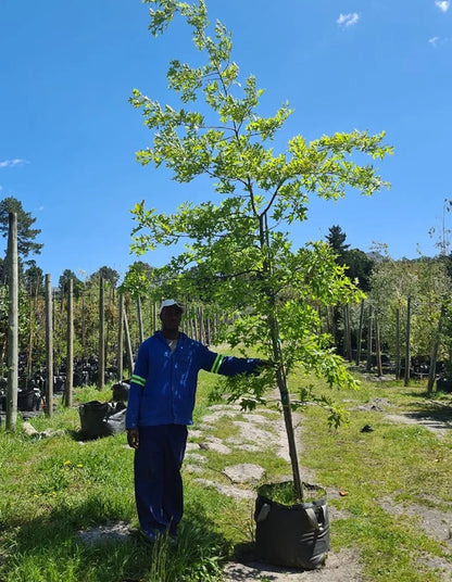 Quercus palustris