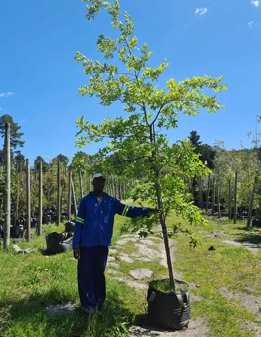 Quercus palustris