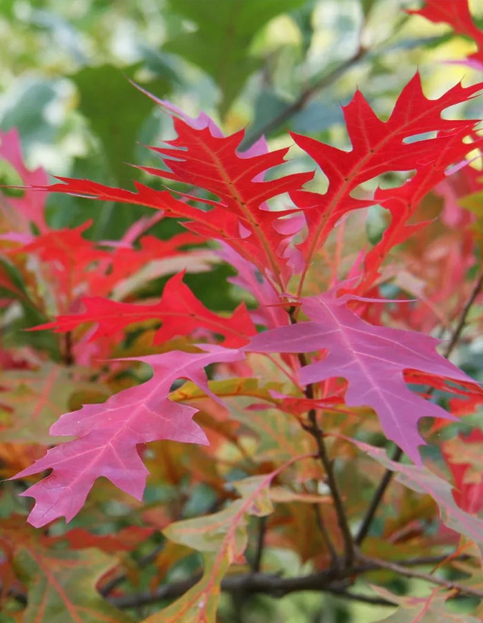 Quercus palustris