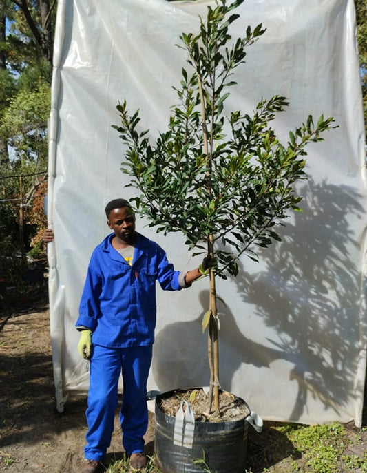 Rapanea melanophloeos - 70 litre