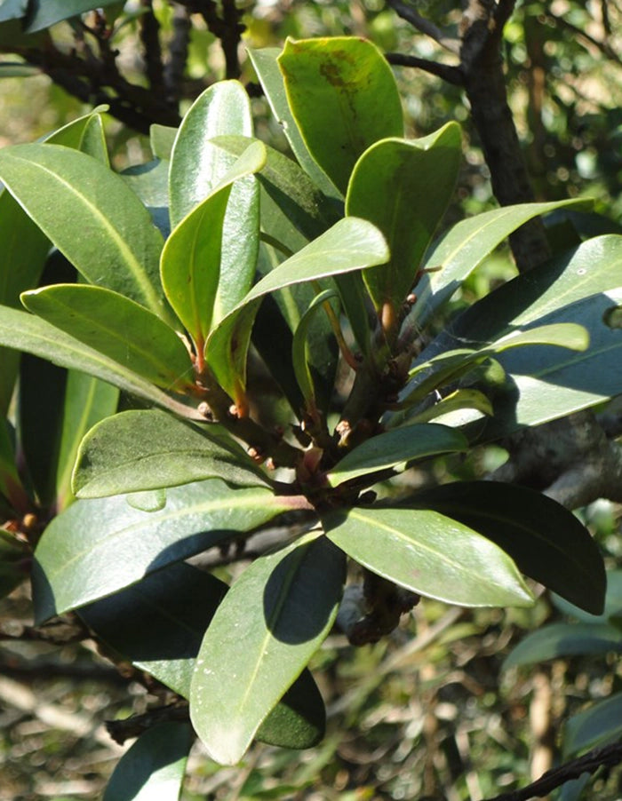 Rapanea melanophloeos - 70 litre