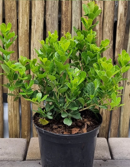 Rhus crenata big leaf