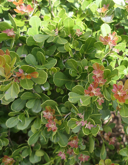 Rhus crenata big leaf