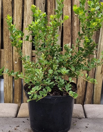 Rhus crenata small leaf