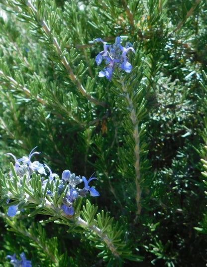 Rosemary Tuscan Blue