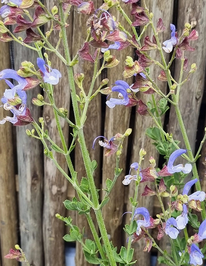 Salvia chamelaeagnea blue - 15cm