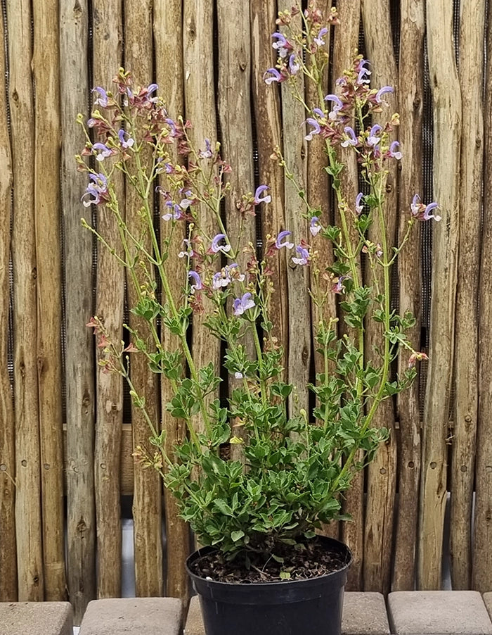 Salvia chamelaeagnea blue - 15cm