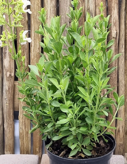 Salvia chamelaeagnea white - 15cm