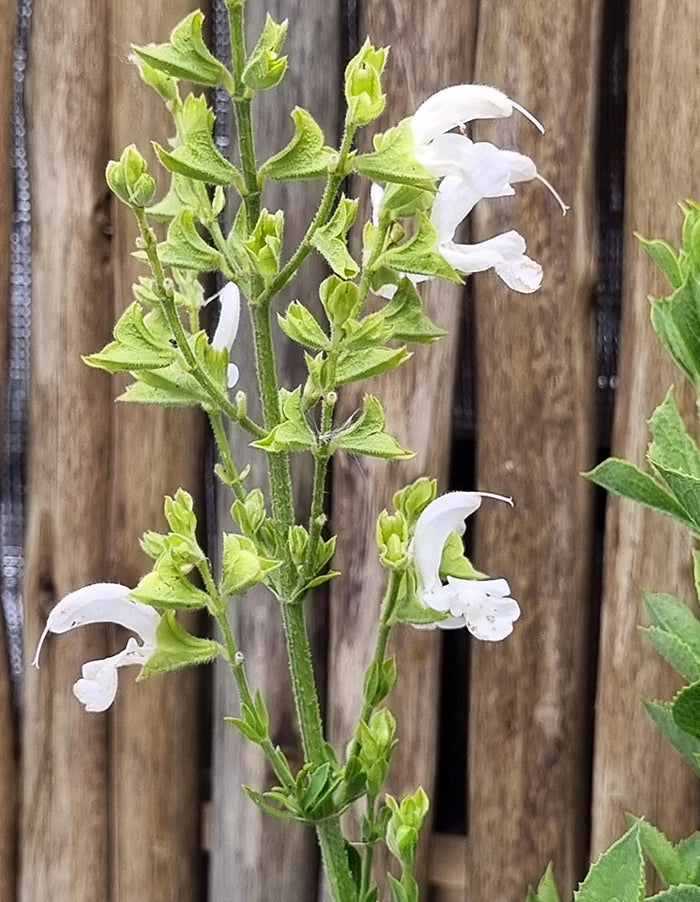 Salvia chamelaeagnea white - 15cm