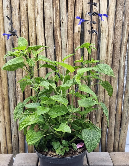 Salvia gauranitica 'Black and Bloom'