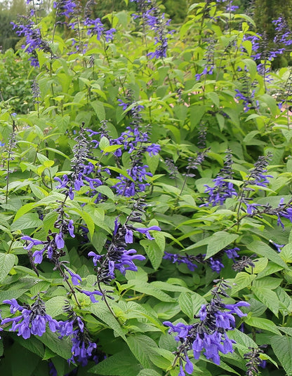 Salvia gauranitica 'Black and Bloom'