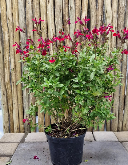 Salvia greggii 'Mirage Burgundy'