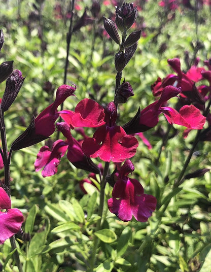 Salvia greggii 'Mirage Burgundy'