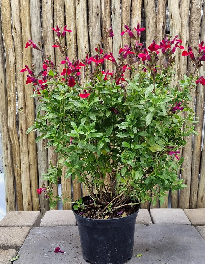 Salvia greggii 'Mirage Cherry Red'