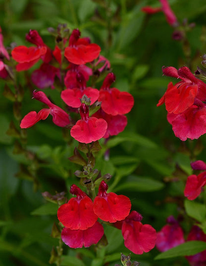 Salvia greggii 'Mirage Cherry Red'