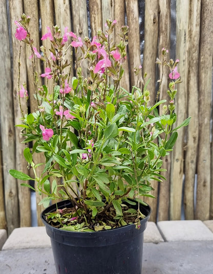 Salvia greggii 'Mirage Pink'