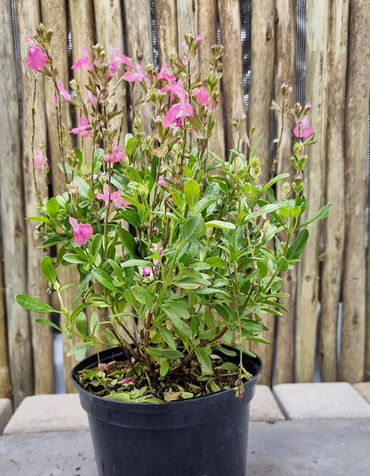 Salvia greggii 'Mirage Pink'