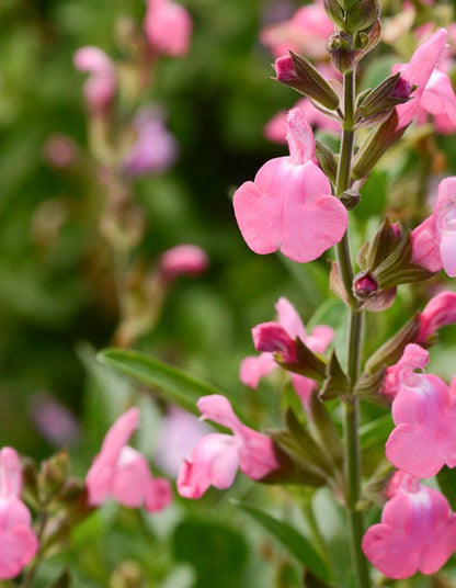 Salvia greggii 'Mirage Pink'