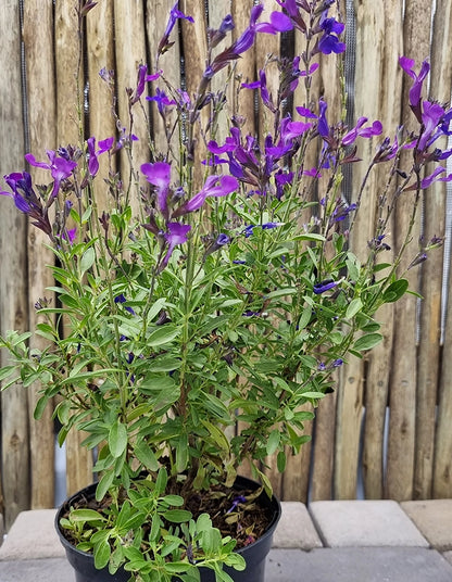 Salvia guaranitica 'Purple and Bloom'