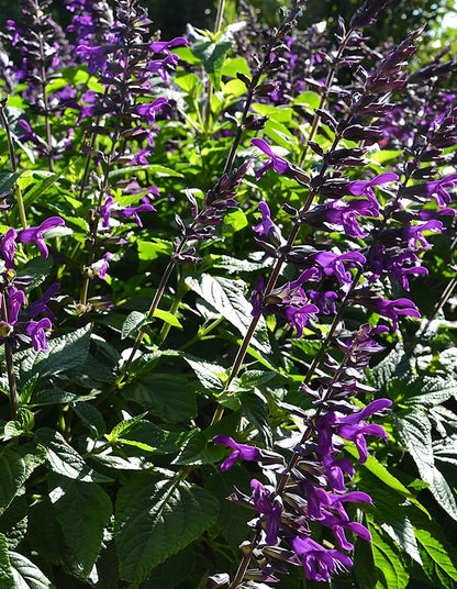 Salvia guaranitica 'Purple and Bloom'