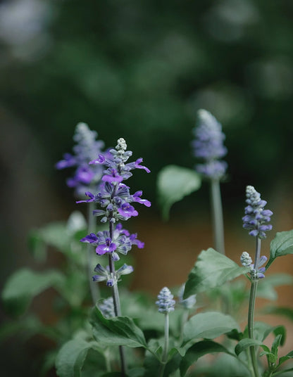 Sage / Salvia officinalis