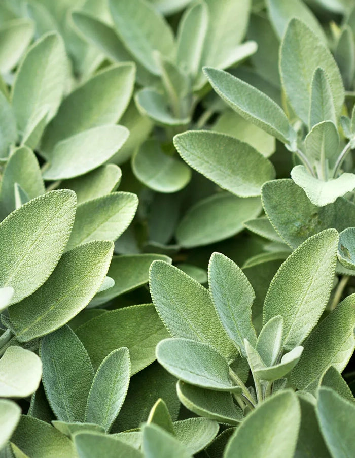 Sage / Salvia officinalis