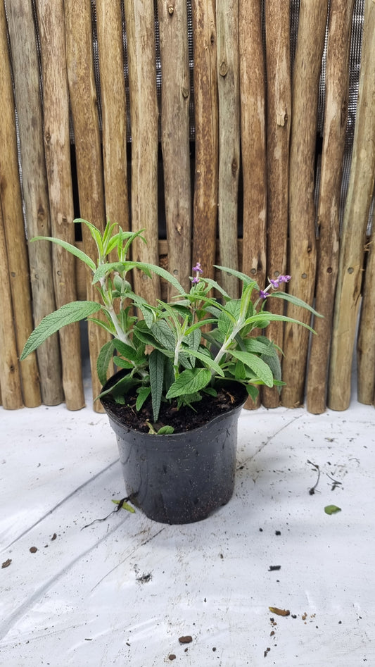 Salvia leucantha dark purple - 15cm