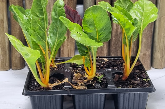 Swiss Chard - bright lights - 6 pack