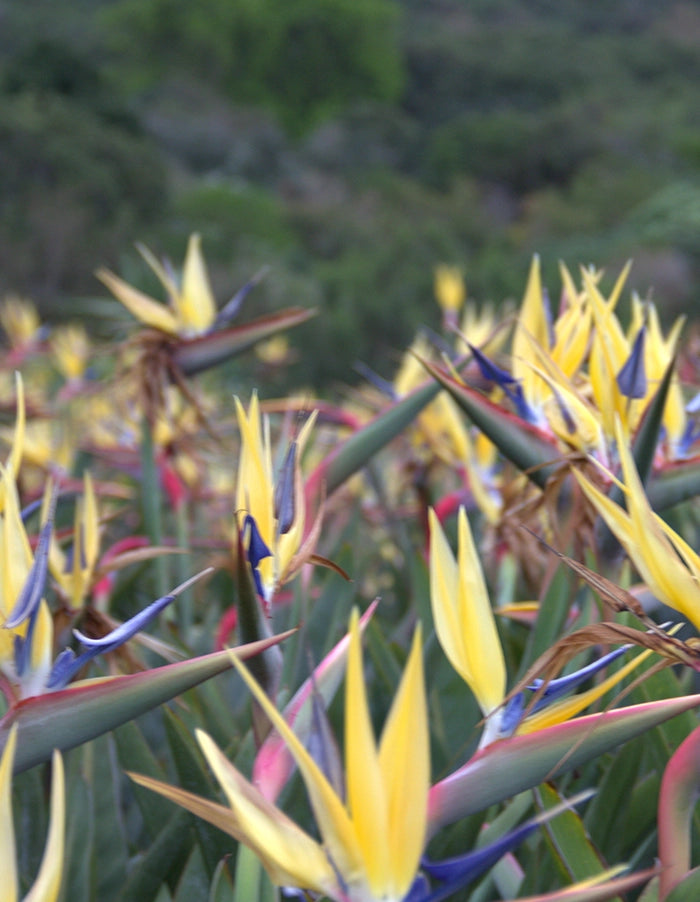 Strelitzia 'Mandela's Gold' - 70 litre