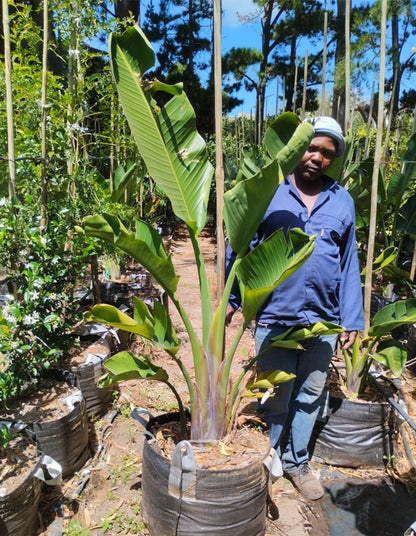 Strelitzia nicolai - 70 litre