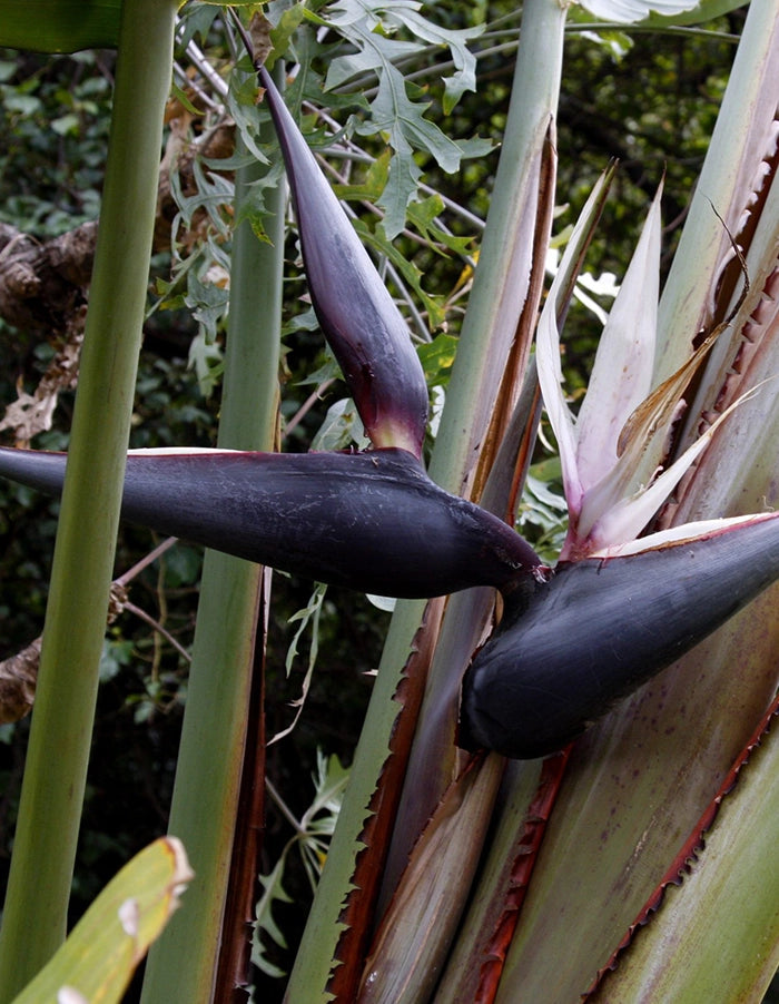 Strelitzia nicolai - 70 litre