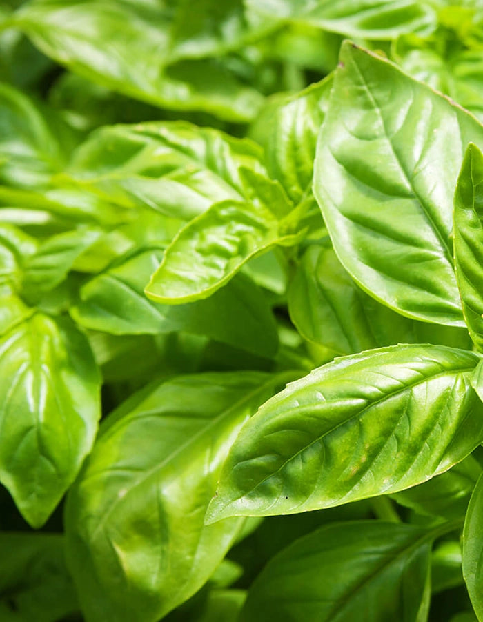 Sweet Basil