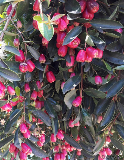 Syzigium paniculatum