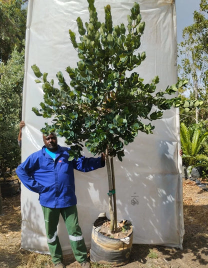 Syzygium cordatum - 70 litre