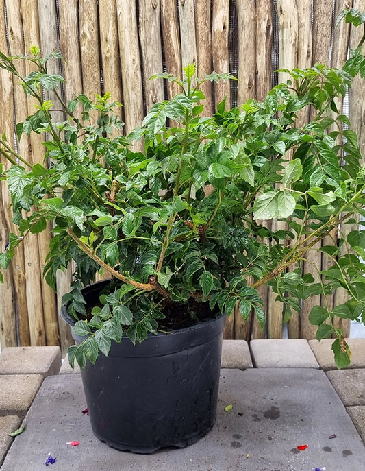 Tecomaria capensis 'Coccinea' (Red)