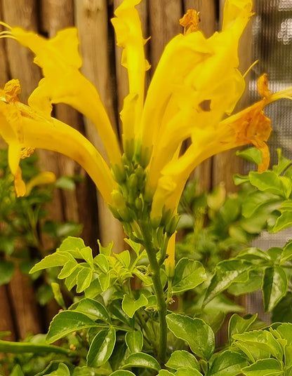 Tecomaria capensis 'Lutea' (Yellow)